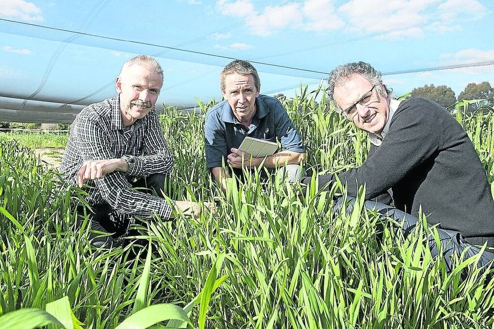 DAFWA grains research and innovation director, Dr Rob Loughman (left), and grains research and development transformation executive director, Dr Mark Sweetingham (right), discuss the new Flagship project with research officer Geoff Thomas.