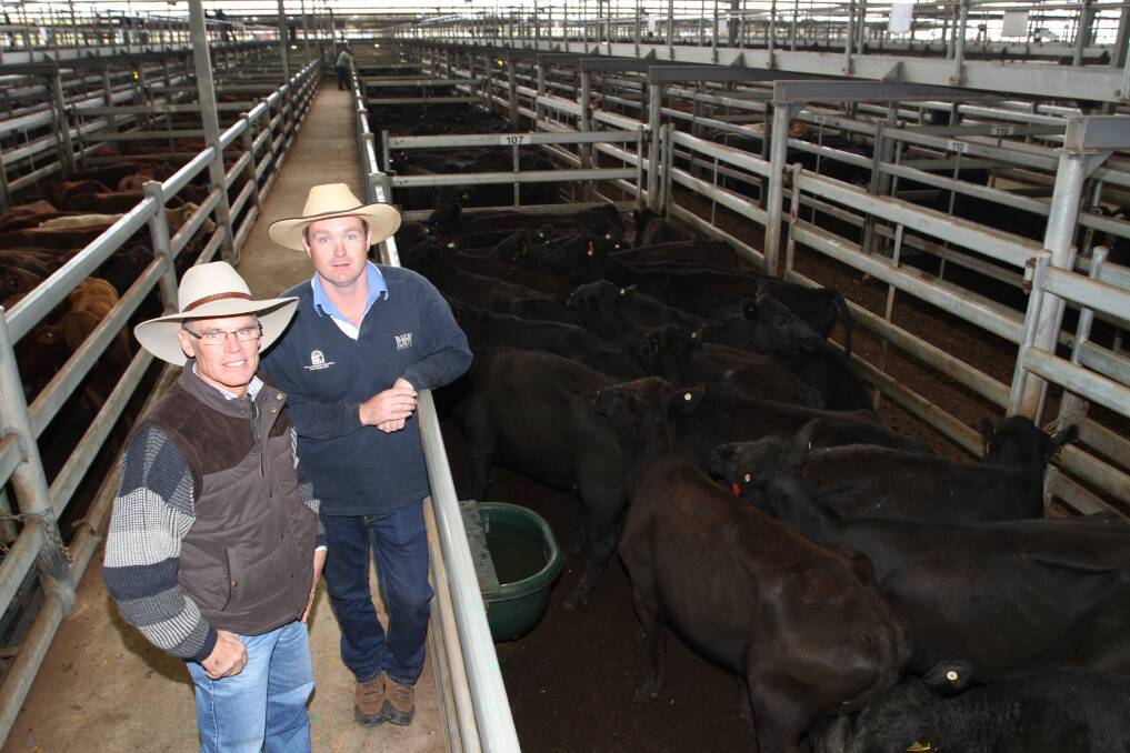  Vendor Grant Brooks (left), Brooks Rural, Limestone station, Marble Bar/Dandaragan and Primaries auctioneer and Central Midlands agent Rhys Hebberman with the run of 175 station mated PTIC cows that sold to $960 and 254 cents/kilogram at the Primaries store cattle sale at the Muchea Livestock Centre last week.