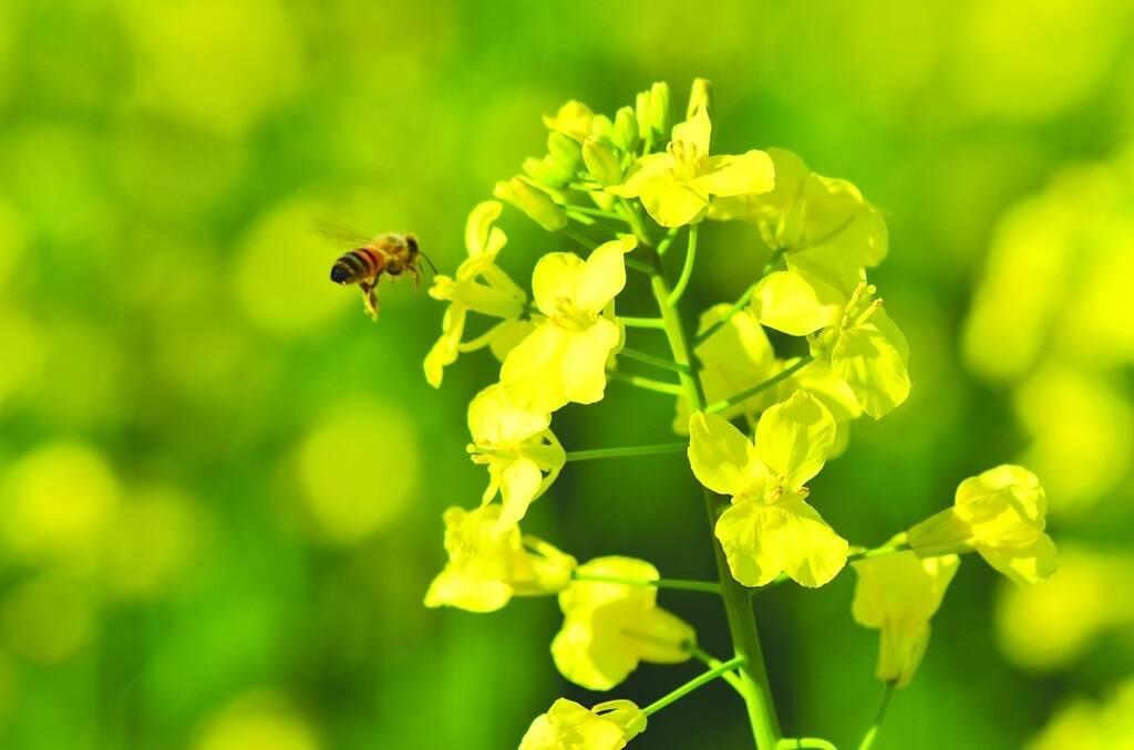 A co-funded report mapping the GHG emmissions of Australia&#39;s canola crop has been submitted to the European Commission. The report&#39;s accpetance will help ensure Australia retains market access to the European biodiesel market.
