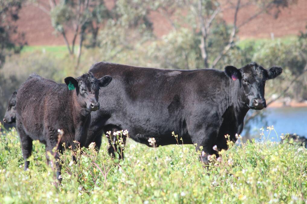 A quality Diamond Tree female with a five to six-month-old heifer calf at foot. This registered female along with 277 black females will make up stage one of the Diamond Tree Angus Female Dispersal and producers can have confidence in buying some of the best Angus genetics across WA.