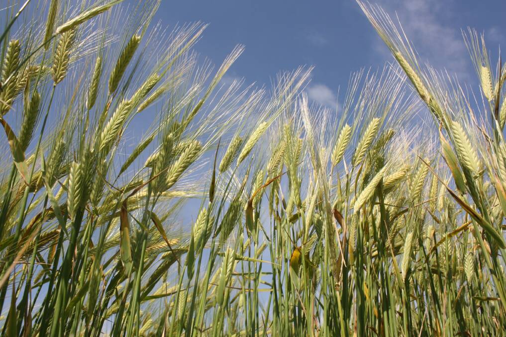 Barley crops in the north and eastern districts of the Kwinana zone have experienced extensive damage due to frost which could impact on yields in the area according to GIWA's September crop report.