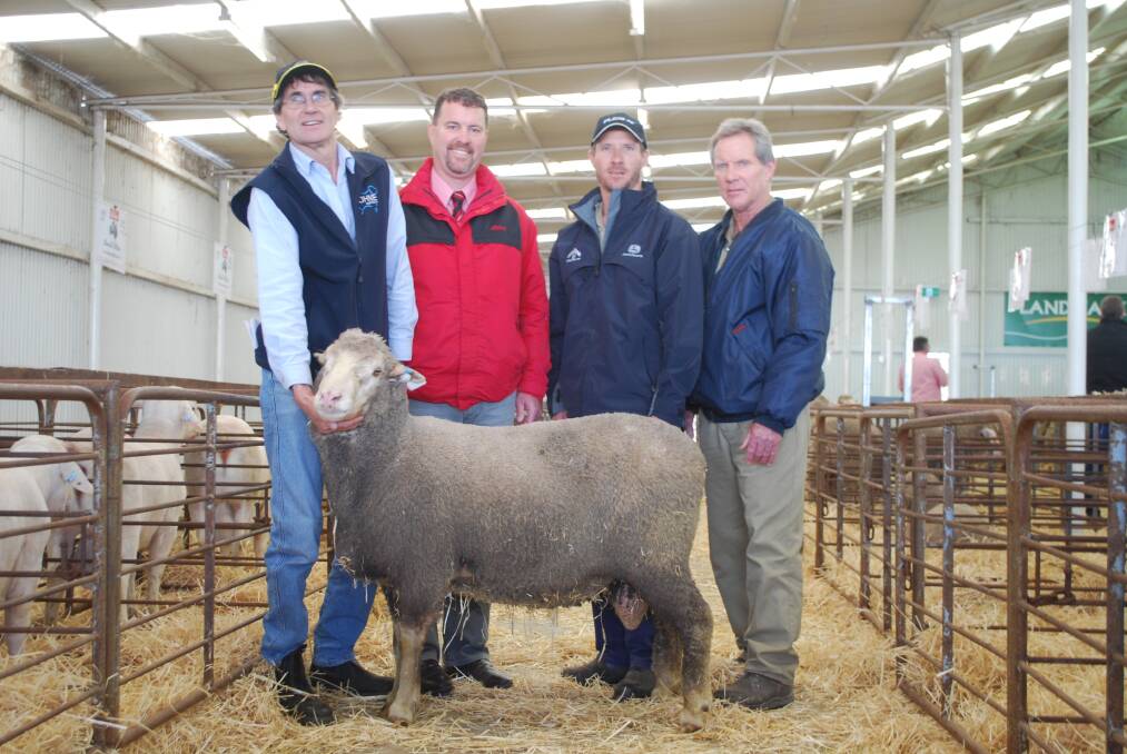 Koobelup Dohne stud principal Ian Hanna (left), holds the $2600 top-priced ram at last week's Narrogin production sale.  With him were Elders auctioneer Nathan King and buyers Simon Chitty and his father Danny, Goomalling.