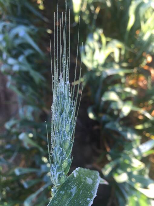 Flowering wheat impacted by last week's frost events throughout the Wheatbelt. Photo supplied courtesy of Bill Crabtree.