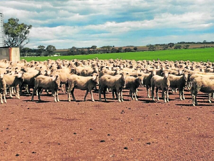 A feature in the Wickepin leg of the sale will be 840 1.5yo ewes from Kulin producers Adrian and Trish Tyson, AD &amp; PA Tyson. The line will be a genuine dispersal of the Tysons entire 2015 drop.
