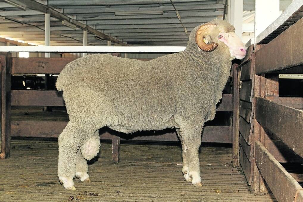 Woodyarrup 150531 will be offered in lot 11 at the annual Woodyarrup on-property ram sale at Broomehill on Tuesday, October 4. The August drop AI ram by 101901 measured 20.4 micron, 3.4 SD, 16.8 CV, 99.4pc comfort factor, 114kg bodyweight with ASBVs of 3.72 YWT, -0.47 YFAT, 0.42 YEMD, 15.12 YCFW, -1.17 YFD, 138.65 DP+ and 140.03 MP+.