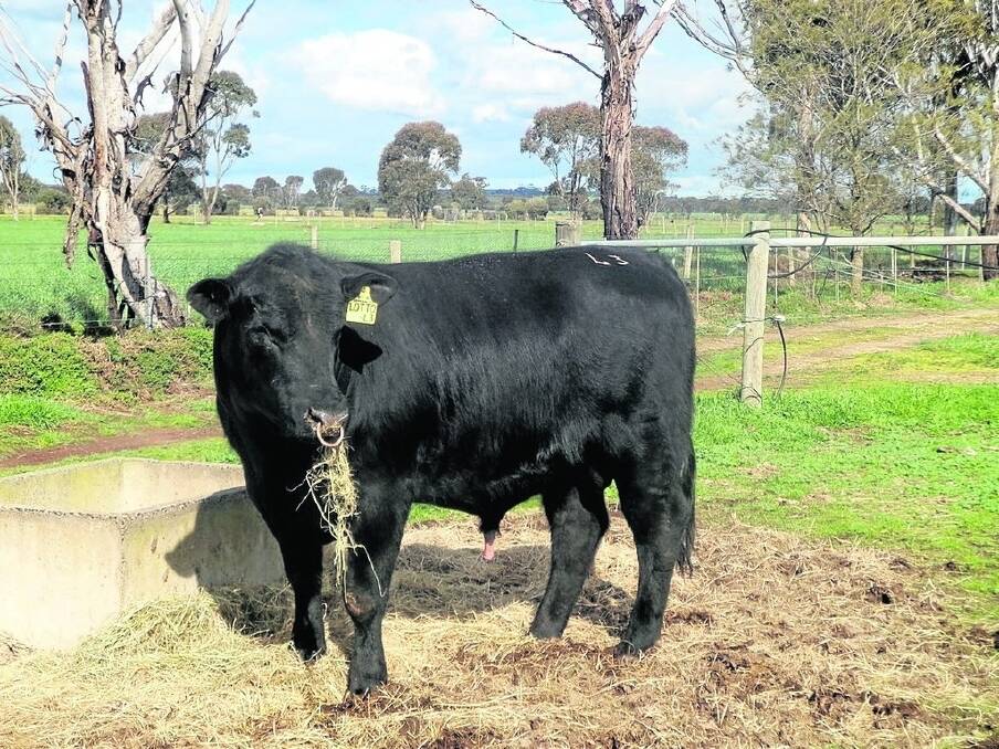 Esslemont stud principals Lindsay and Allison Wolrige, Busselton, have sold this bull, Esslemont Lotto L3(AI), privately for an undisclosed sum to the Pathfinder Angus stud, Gazette, Victoria.