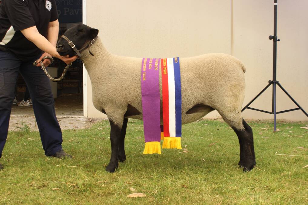 The supreme exhibit and champion ewe exhibited by the Pamellen stud, Clackline.