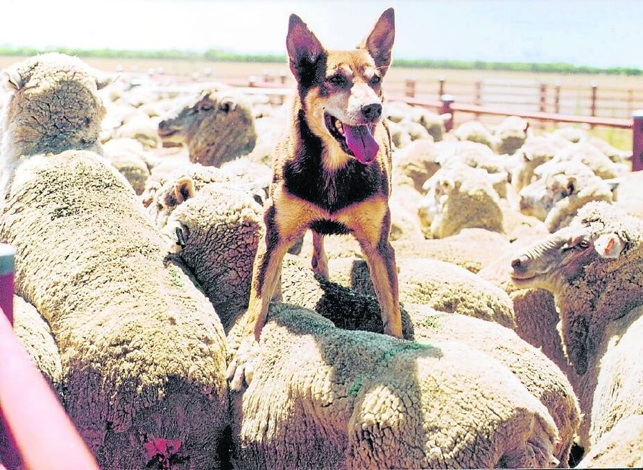 Sheepdogs play a vital role in Australian agriculture and their skills will be showcased in Northam from this Saturday.