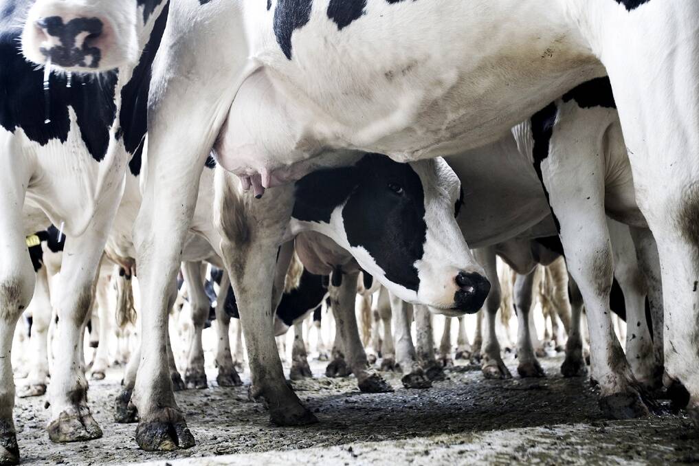 Dairy holds steady
