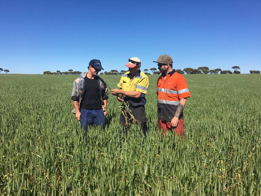 Newdegate Community Cropping Group members Aaron Guelfi (left), group president David Butcher and Rupert Butcher inspect part of the group's 840 hectare establishment this year. Proceeds from the harvest will go directly to community projects.