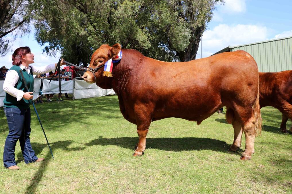 The grand champion beef bull and intermediate champion beef bull was exhibited by the Morrisvale Limousin stud. With the champion bull Morrisvale Kept Secret was co-principal Casey Morris.