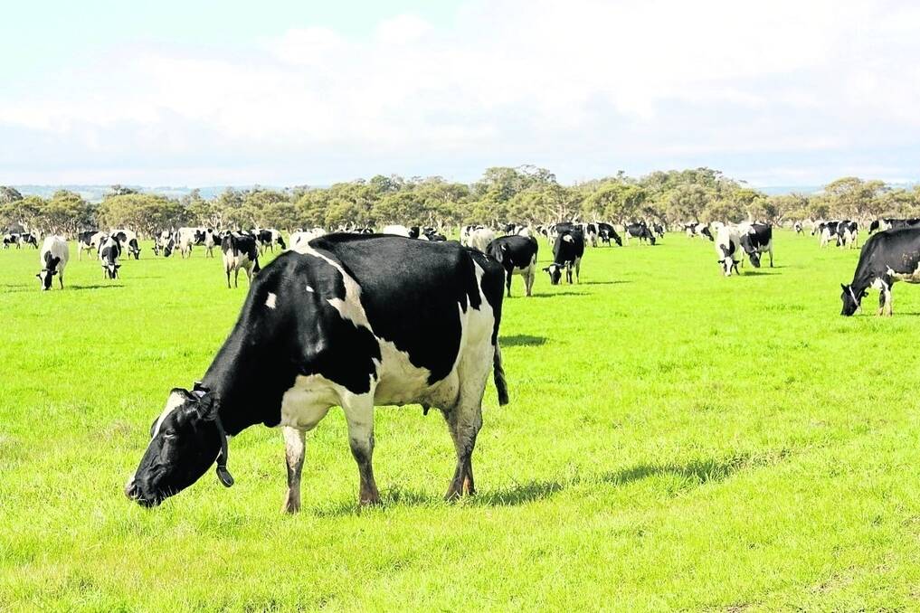 WA's dairy herds produced marginally more milk in the first quarter of the 2016-17 season than they did last year but Dairy Australia estimates production for the full year will be down about 19 million litres.