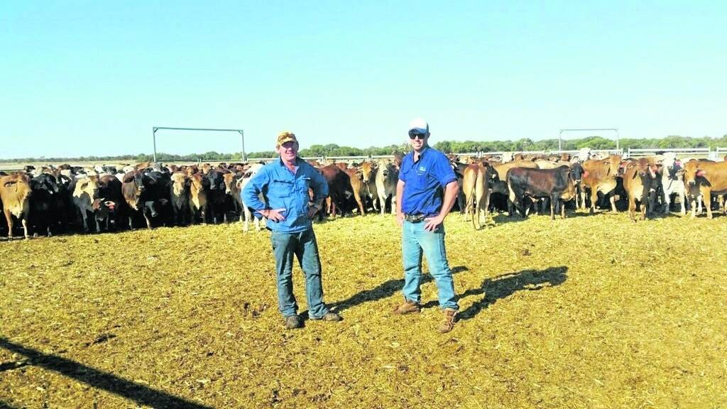 Carpenter Beef manager Nathan Lidgett (left) and Wellard Rural Exports export logistics officer Mark Brett, with some of the WA cattle due for export to South East Asia.