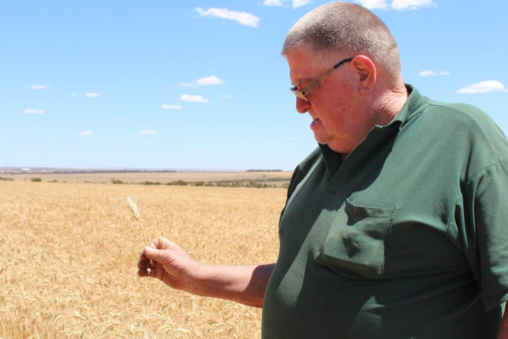 Harvest at Nembudding grower John Holdsworth's is not underway. John said he is expecting an average of 2.2t/ha over the whole 5200ha program.