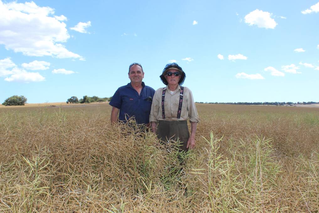 Yathroo grower Carl (left) and father Andrea in the TT Bonito crop to be harvested this week.