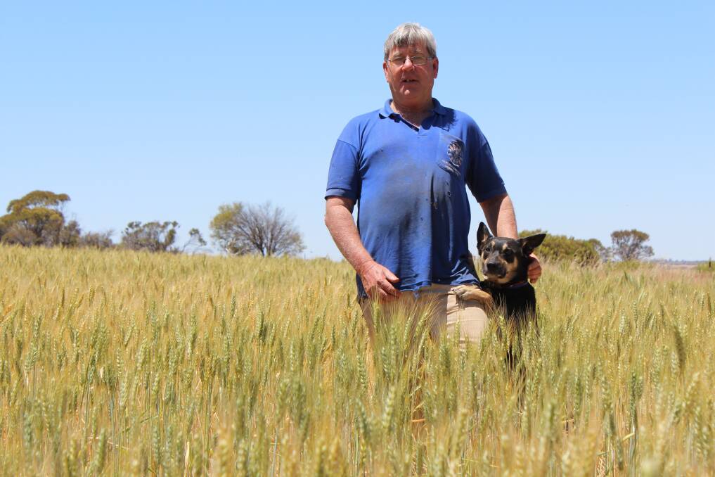 Trayning farmer Andy Riley and dog Senator Choof in the Leichardt wheat crop that was sown on June 2. 