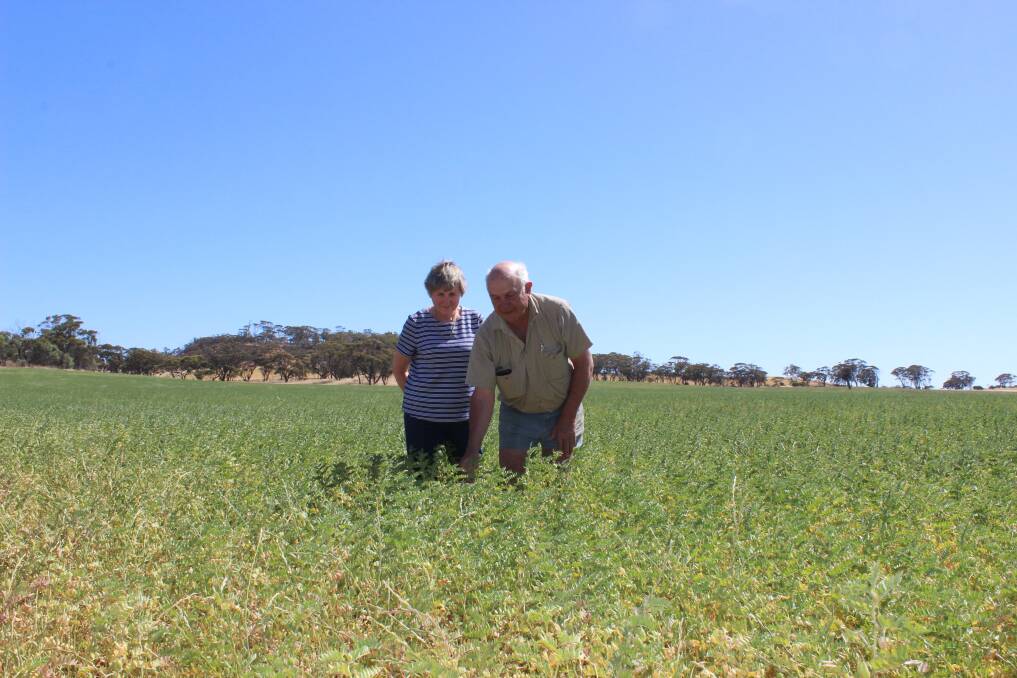 Sue (left) and Geoff Ludemann inspect their chickpea crop at their farm south of Bolgart.