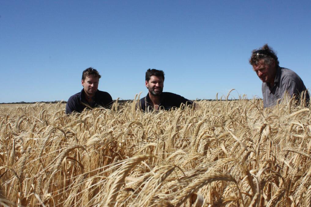 Jason (left), Bradd and Hughie Vermeersch in their Baudin barley crop.