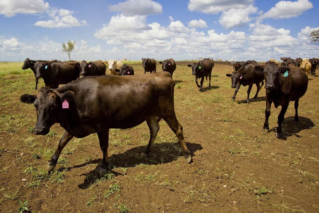 Calls to tackle loose cattle on Top End roads
