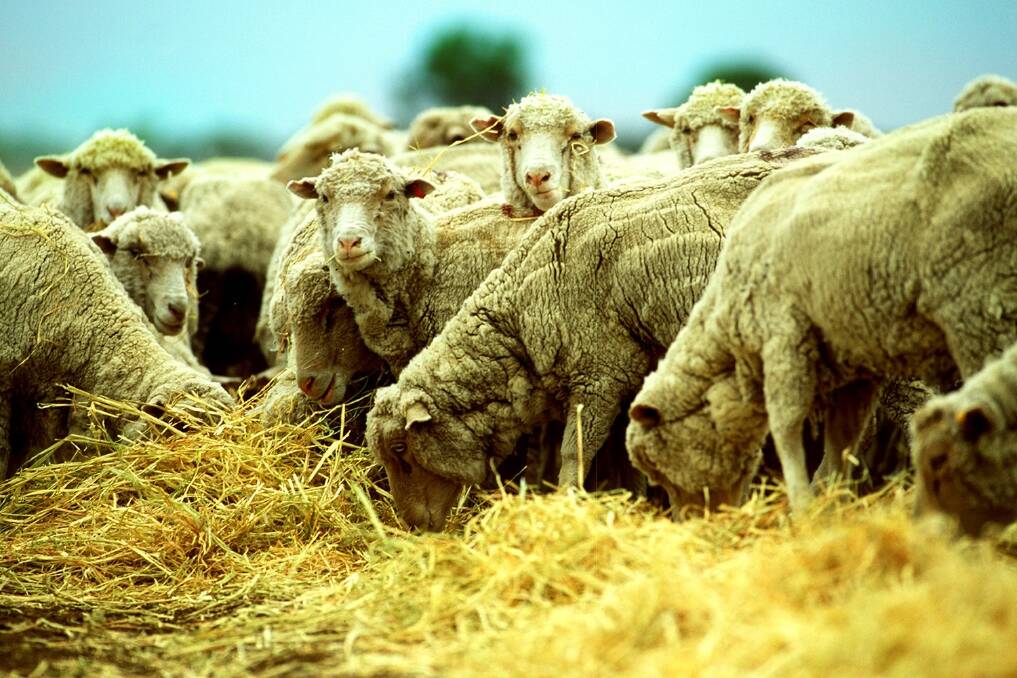 New program to build sheep leaders