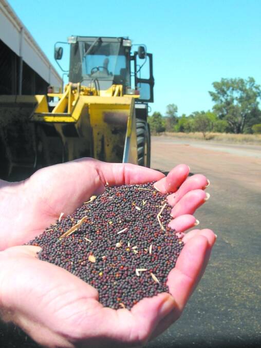 Canola seed is in strong demand for 2017 following favourable growing conditions and positive price trends.