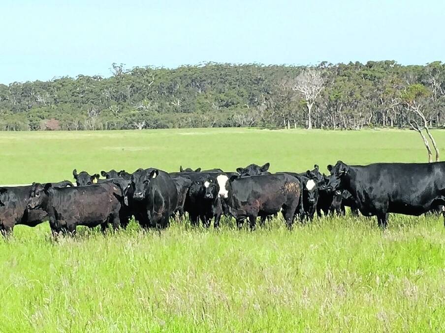 Denmark producers DC &amp; KJ Wright will offer 60 mixed age Angus cows which are PTIC to a Simmental bull.