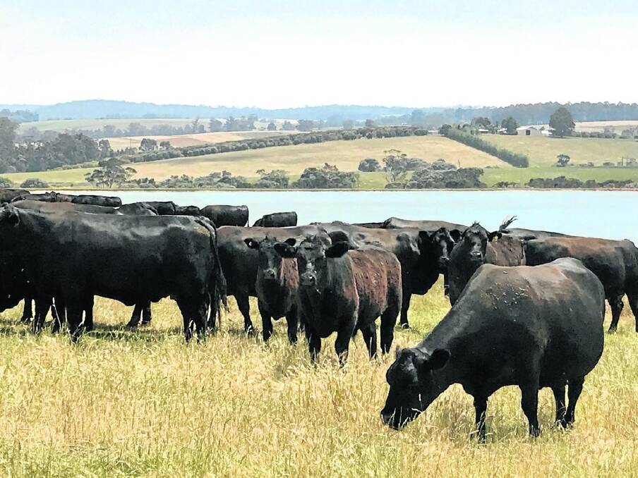 Joe Bendotti & Co, Pemberton, will offer 100 head of top quality Angus weaners at this year's Landmark Manjimup Weaner; Feeder Sale due to be held next week at 1.30pm on Tuesday, December 13.