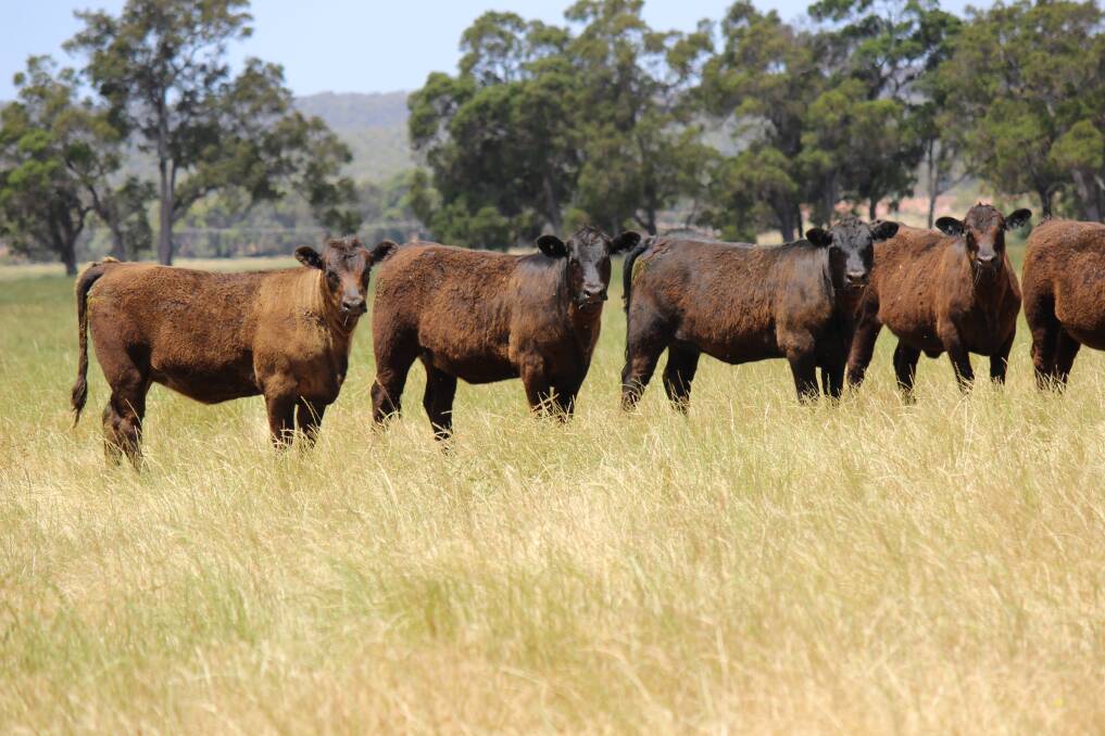 Dardanup producers Brad and Michael Telini, G & RN Telini, will offer 50 heaifer weaners which will be suitable for grass fatteners or lot feeders.