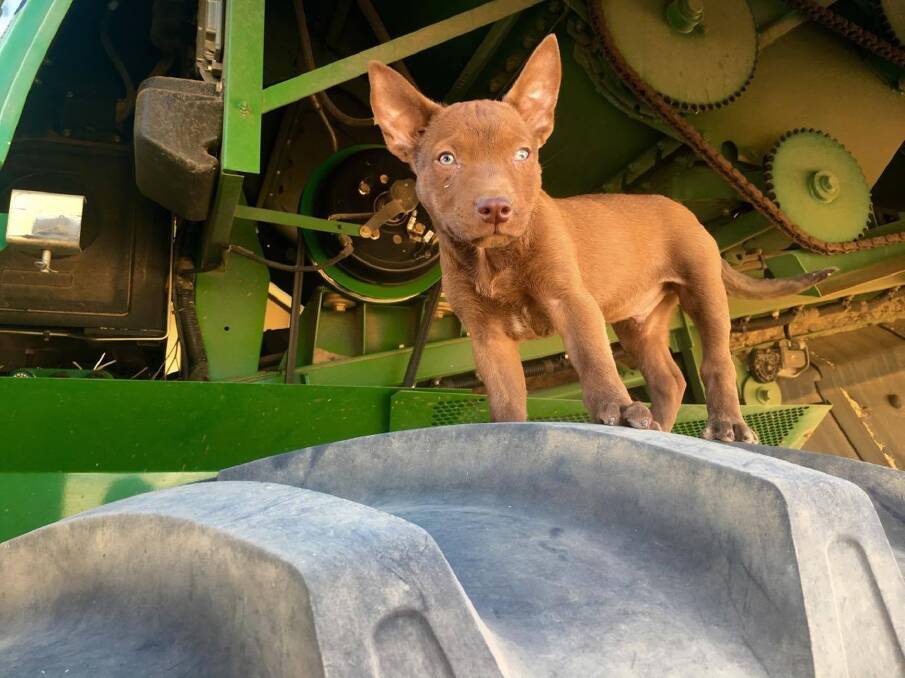 Harley Fennell, Maya, took this photo of Woody's first day on the job.