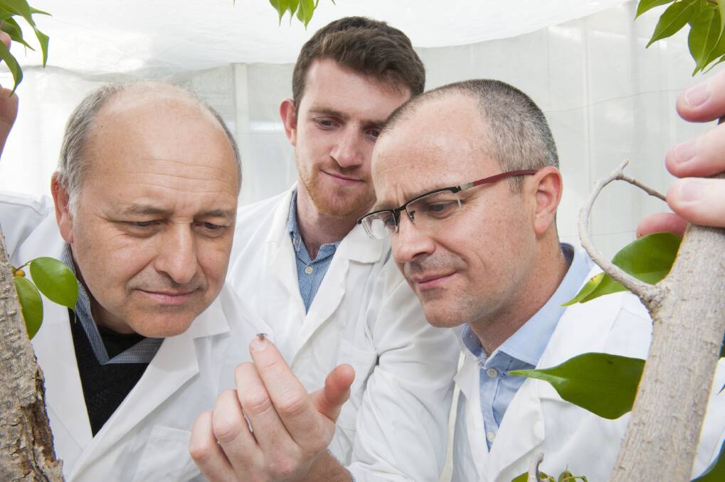 Dr David Windsor (left), Department of Agriculture and Food WA, with Ben Granville and Dr Neil Morrison from biotechnology company Oxitec, examining the mating performance of genetically engineered Mediterranean fruit fly in glasshouse trials earlier this year.