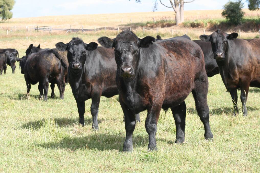JS Fox & Son, Pemberton, will offer a substantial draft of mixed sex 9-11mo Angus weaners based on Mordallup and Diamond Tree genetics, sure to catch attention during the sale.