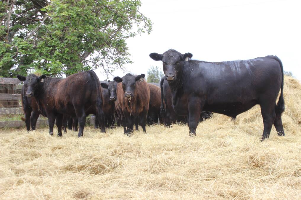 Quality and weight in Boyanup beef calves