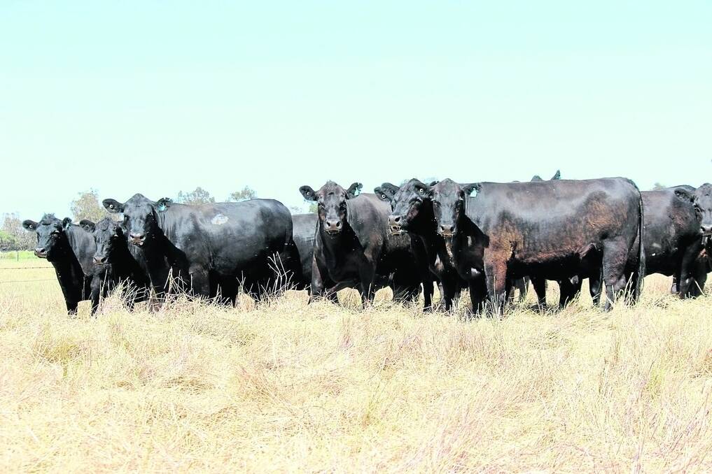 Treeton Lake, Cowaramup, will be the biggest vendor in the sale with a line of 56 Angus heifers, which are PTIC to Mordallup Angus bulls.