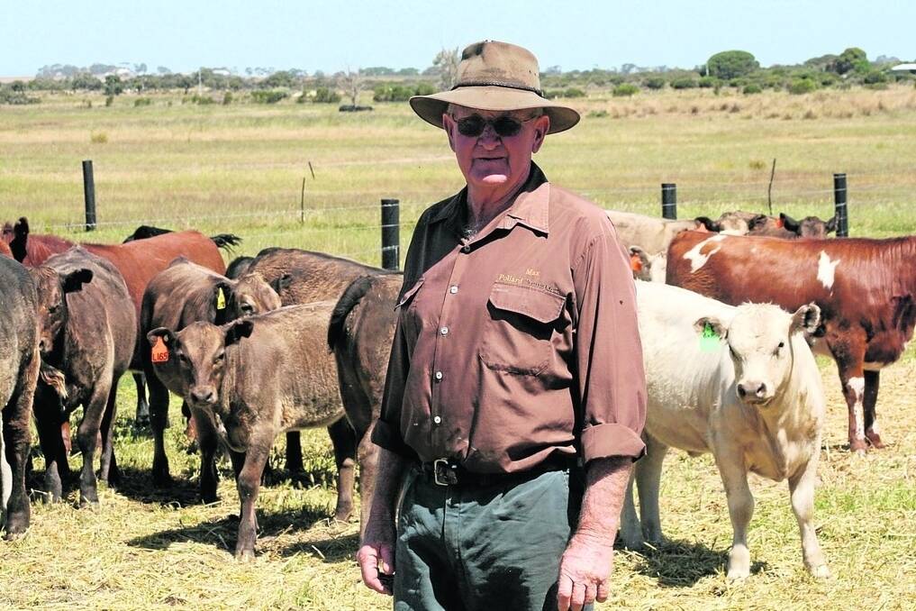 Gibson-based beef producer Max Pollard runs around 200 head of Murray Grey cattle with a recent touch of Shorthorn blood.