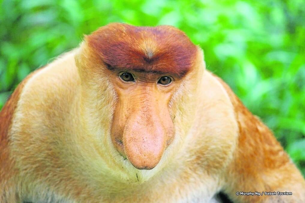 This odd-looking proboscis monkey, characterised by its long nose, co-exists with orang-utan monkeys in Sabah and are a natural tourist attraction.