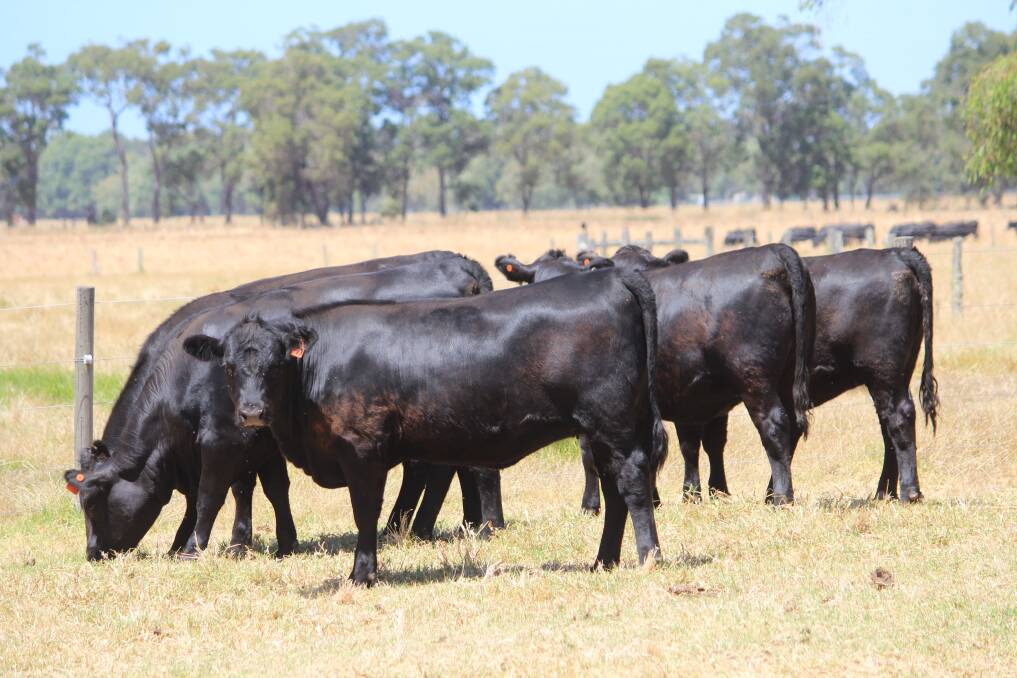 Kim Payne, K & AL Payne, Boyanup, will have a total of 101 Angus and Angus-Shorthorn cross, mixed-sex weaners up for the takings. There will be 38 Angus heifers to purchase and all are guaranteed unmated, with a couple of lines ideally suited as future breeders.