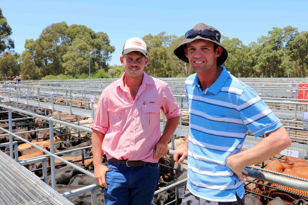 Chad Golding (left), Elders and his brother Tom, Newdegate, at the Elders weaned weaner sale at Boyanup last week where everyone in attendance appreciated the silence of the weaned yarding.