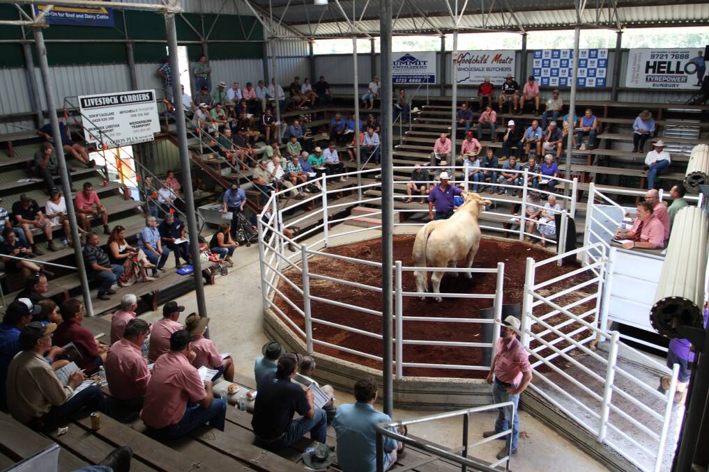 Forty two Charolais bulls from seven leading WA studs will be offered at this year's WA Charolais Bull Sale on Thursday, February 2, at Brunswick. It will be the largest offering of Charolais bulls at one sale venue in WA this year.