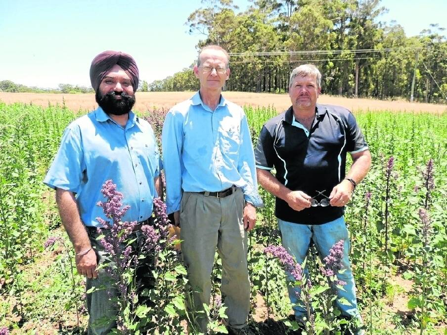 DAFWA's herbicide researcher Harmohinder Dhammu (left), project manager Richard Snowball and research station manager Ian Guthridge assess the progression of Manjimup's trial quinoa crop.