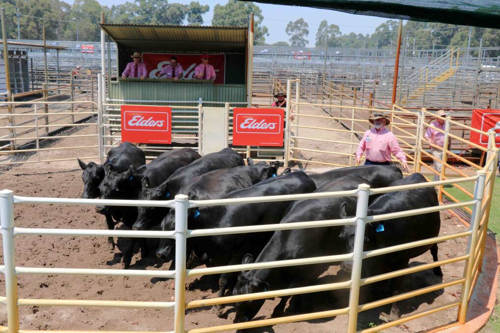 Mated Angus females hit top of $3350