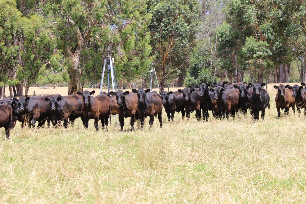 A feature in the beef steer and heifer line-up will be a the annual draft of Angus calves from Sheron Farm, Benger. The operation will offer 80 March/April-drop black steers.