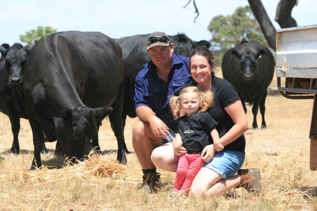 Brad and Jess Alp, Gingin, with their daughter Katie among a mob of their glossy Angus breeders having a lazy mid-morning snack.