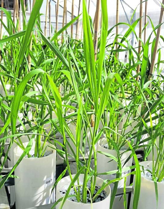 Wheat research set to open breeding door