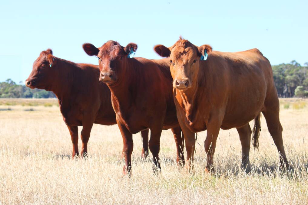 Darsinup Grazing, Dunsborough, will offer 10 Red Angus heifers which have been vet-checked suitable to breed.