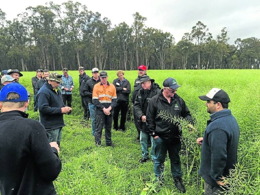 Ben Oldfield (right) discusses his management of the trial plot of Nuseed&#39;s GT-53 with Gillamii Centre members in October last year.
