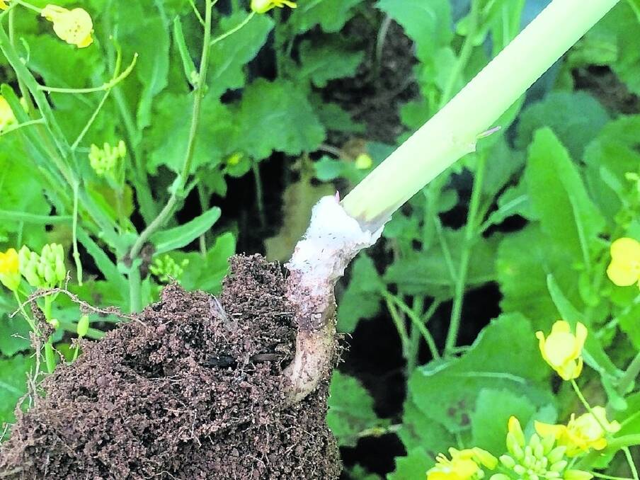 Sclerotinia infected stems from the Era Sustainable Farming trial held in Moora last year. The trial showed seven per cent reduction in stem infection full rates of Prosaro at 450ml/ha and 300mL/ha of Era Protect were applied together at up to 30 per cent flowering.