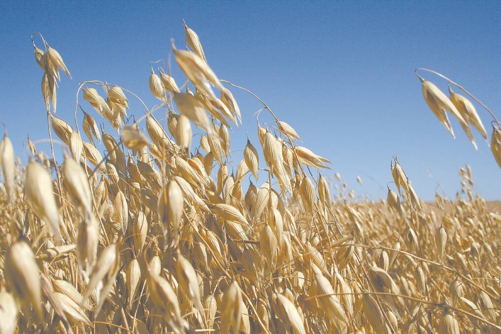 Oats and hay in health food demand