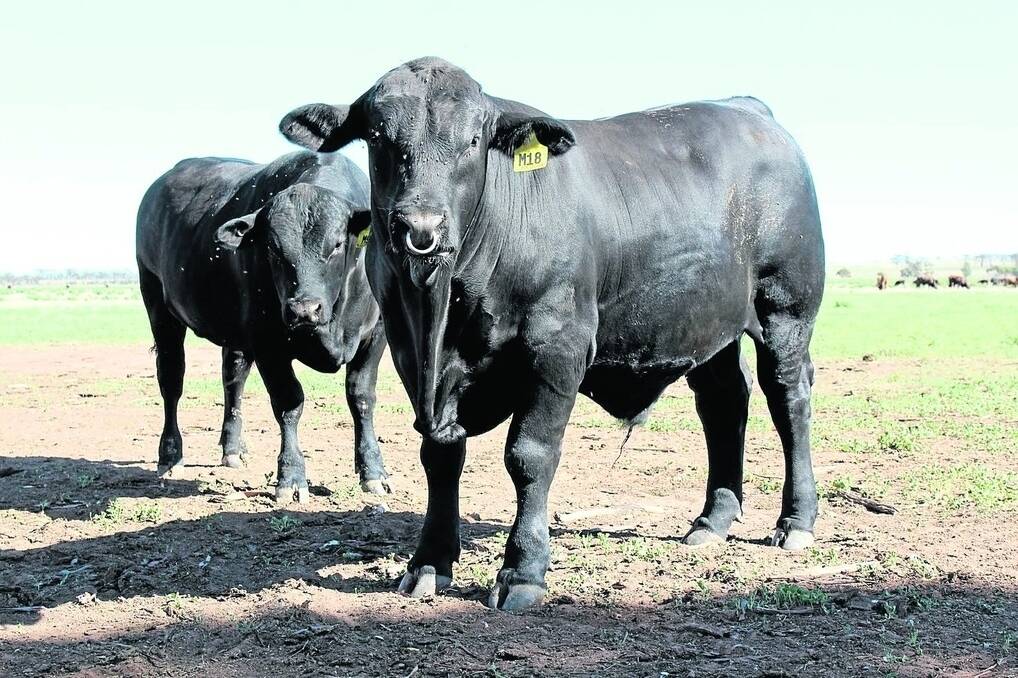 The current UltraBlack stud numbers stands at 78, with plans to grow the herd over the next few years to between 1500-2000 head.