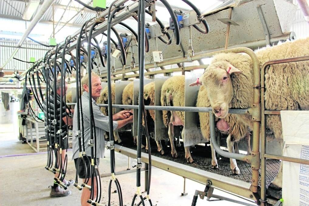 Bruce Wilde (left) and his brother-in-law Dave Robinson milking East Friesian-Poll Dorset ewes in Cambray farm&#39;s dairy with one of the rams (far right), checking out what is happening.