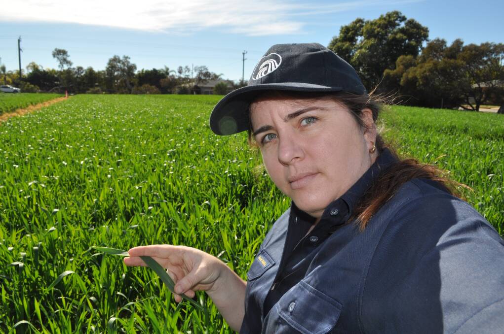 Wheat growers have been advised to check the 2017 disease ratings when selecting varieties, to avoid the risk of crop losses this season. DAFWA's Ciara Beard checks for powdery mildew